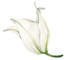 Watercolor painting of White lily. White flowers for greeting cards, wedding invitations, birthday cards, stationery.