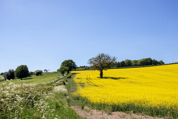 Summertime crops in rural England