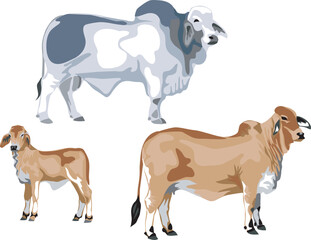 Brahman cattle - vector illustration - obrazy, fototapety, plakaty