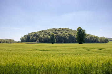 Summertime crops in rural England