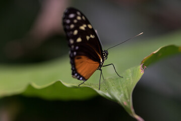 Fototapeta na wymiar splendida farfalla tropicale nel suo ambiente naturale