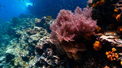 Fototapeta na wymiar Underwater photo of beautiful red soft corals at reef