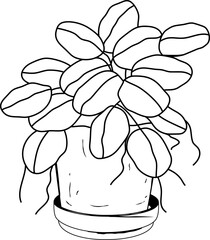 Plant Illustration