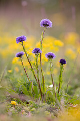 flowers in the field