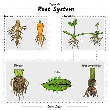 Type of root system. taproot and adventitious root to explain the difference.
