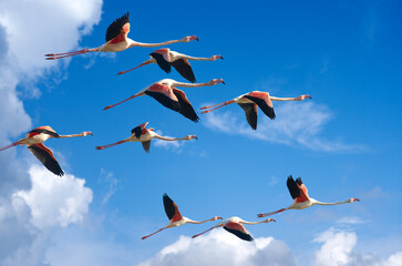 Fototapeta premium rose flamingos, Phenicopterus roseus, in the wetlands of Isla Christina, Andalusia Spain