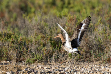 Black-tailed Godwit sea bird in its natural habitat in the wetlands of Isla Christina, Andalusia, Spain