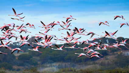 rose flamingos, Phenicopterus roseus, in the wetlands of Isla Christina, Andalusia Spain