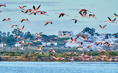 rose flamingos, Phenicopterus roseus, in the wetlands of Isla Christina, Andalusia Spain