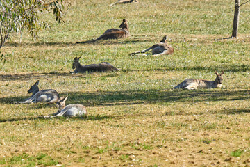 A mob of Eastern Grey Kangaroos Macropus Giganteus, a marsupial relaxing on the ground © P.j.Hickox