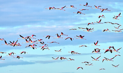 rose flamingos, Phenicopterus roseus, in the wetlands of Isla Christina, Andalusia Spain