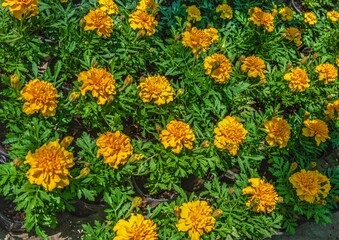 Yellow and orange marigold in the nature
