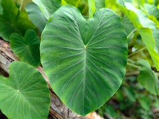 green taro leaves, green gabi leaves