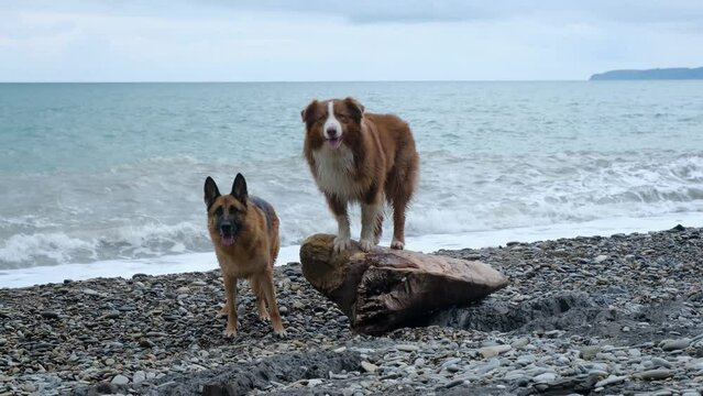 Concept of pets outside. Two dogs walk together on pebbly shore of the Black Sea. Australian Shepherd stands on log on coast and German Shepherd poses next to it.