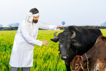 Young male indian cattle farmer with his cows at agriculture field, People and animal.