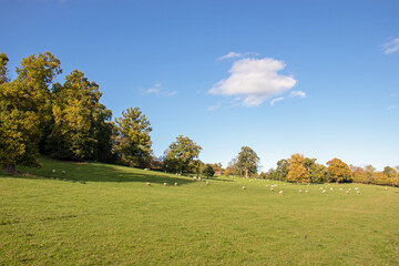 Autumn trees landscape.