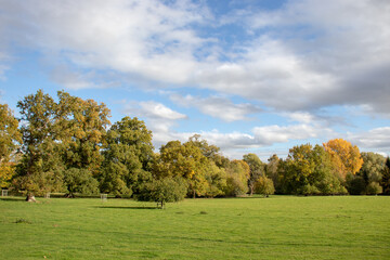 Fototapeta na wymiar Autumn trees landscape.