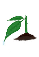 cuttings plant, dewy leaves, growing above ground on white background