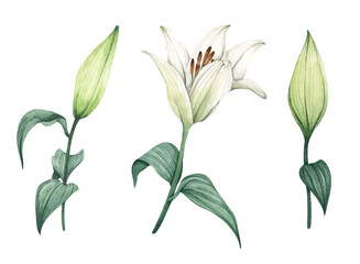 Set of White lilies. White flowers for greeting cards, wedding invitations, birthday cards, stationery. Isolated on white background. Watercolor illustration.