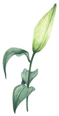 Watercolor painting of Lily for greeting cards, wedding invitations, birthday cards, stationery.