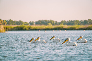 Pelicans on the lake in delta