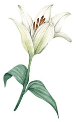 Watercolor painting of Lily for greeting cards, wedding invitations, birthday cards, stationery.