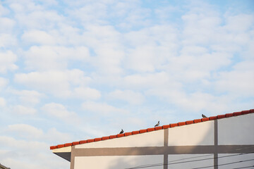 focus on three pigeon walking on red tiles roof of modern white house style with blue sky and white cloud in sunshine day. Wildlife in city. Nature background.