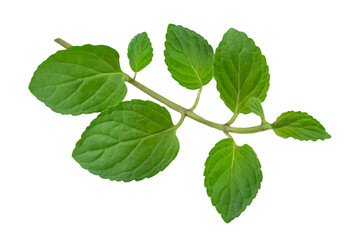 Fototapeta na wymiar Fresh peppermint leaves isolated on white background