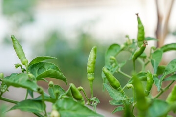 Group of green chili on tree in morning light. Fresh homegrown, organic vegetables, green food. Plant plot in urban farming.