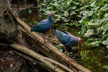 Two blue western swamphen birds (Porphyrio porphyrio) in the jungle. 