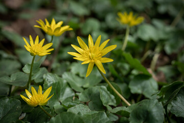 Close-up of yellow lesser celandine (Ficaria verna) flowers blooming in the springtime. 
