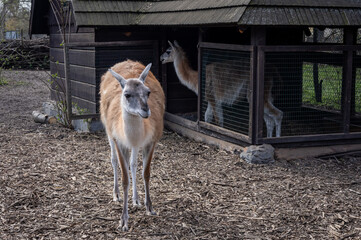 Two guanacos in front of a wooden stable.
