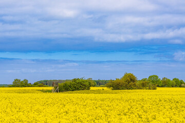 Fototapeta premium Blühendes Rapsfeld und Bäume bei Purkshof im Frühling