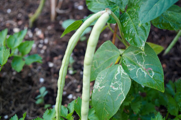 Focus on leaves of Green Long bean bush from Leaf miner of leguminous plants. bug or insect pests in Fresh homegrown, organic vegetables, green food. Plant plot in urban farming.
