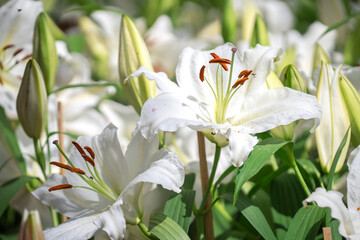 Madonna lily blooming in garden sunny day 