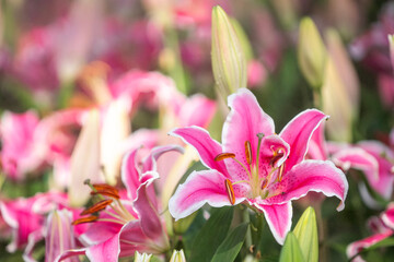 Pink targazer lily (Lilium orientalis), in garden close up - 603967427