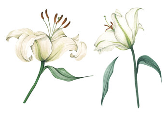 Set of White lilies. White flowers for greeting cards, wedding invitations, birthday cards, stationery. Isolated on white background. Watercolor illustration.