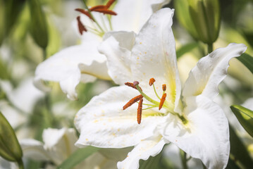 White lilly,  Lilium Candidum in garden close up - 603967438