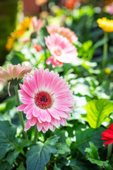 Gerbera close up in garden with blurred background vertical - 603967464