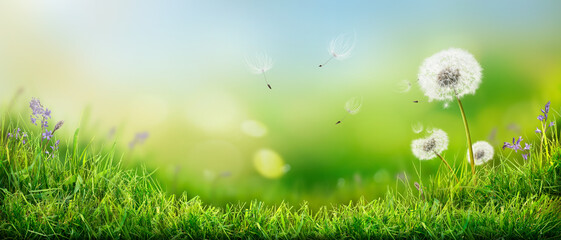 Dandelion weed seeds blowing across a spring, summer garden lawn with a bright lush green sunny background