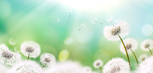 Dandelion weed seeds blowing across a brightly lit spring garden with a blurred bokeh sunny foliage background