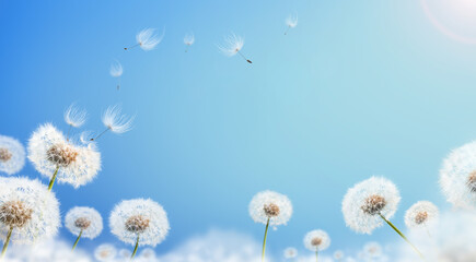 Dandelion weed seeds blowing across a sunny summer blue sky background.