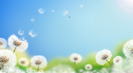 Obraz premium Dandelion weed seeds blowing across a sunny summer blue sky and green grass background.