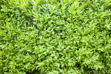 
Natural background of young boxwood leaves.
