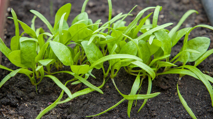 Young seedlings of spinach in the ground. Selective focus.
