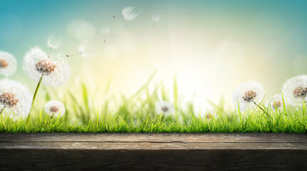 Dandelion weed seeds blowing across a summer garden lawn of green grass with wooden bench to display products on with a bright sunny sunrise background