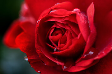 雨に濡れた薔薇の花びら