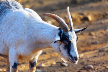 Cute goat portrait . Domestic animal with horns