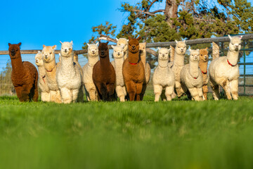 Alpacas in a field in Central Oregon