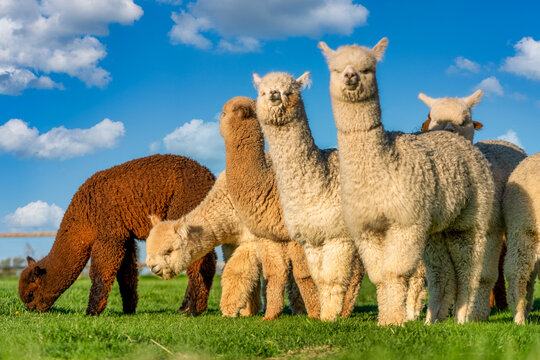 Alpacas in a field in Central Oregon